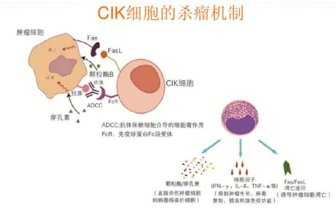 63岁的陈大爷患直肠癌,细胞免疫治疗为他带来重生的希望